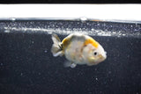 Baby Ranchu  Calico 2.5 Inch (ID#1015R9c-54) Free2Day SHIPPING