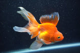 Ryukin Long Tail Red White 5 Inch (ID#408Ry8a-3) Free2Day SHIPPING