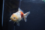 Yuan Bao Oranda  Calico 3.5 Inch (ID#1213Yb10b-71) Free2Day SHIPPING