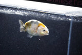 Baby Ranchu  Calico 2.5 Inch (ID#1015R9c-54) Free2Day SHIPPING