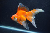 Ryukin Long Tail Red White 5 Inch (ID#408Ry8a-3) Free2Day SHIPPING