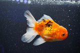 Thai Oranda  Calico 4 Inch (ID#1001ToPTA-49) Free2Day SHIPPING