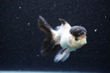 Thai Oranda  Panda 4 Inch (ID#1105To1b-67) Free2Day SHIPPING