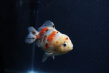 Yuan Bao Oranda  Calico 3.5 Inch (ID#1213Yb10b-71) Free2Day SHIPPING