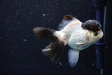 Thai Oranda  Panda 4 Inch (ID#1105To1b-67) Free2Day SHIPPING