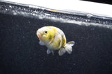 Baby Ranchu  Calico 2.5 Inch (ID#1015R9c-54) Free2Day SHIPPING