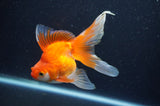 Ryukin Long Tail Red White 5 Inch (ID#408Ry8a-3) Free2Day SHIPPING