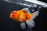 Thai Oranda  Calico 4 Inch (ID#1001ToPTA-49) Free2Day SHIPPING