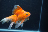Ryukin Long Tail Red White 5 Inch (ID#408Ry8a-3) Free2Day SHIPPING