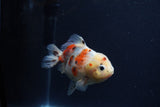 Yuan Bao Oranda  Calico 3.5 Inch (ID#1213Yb10b-71) Free2Day SHIPPING