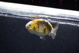 Baby Ranchu  Calico 2.5 Inch (ID#1015R9c-54) Free2Day SHIPPING