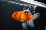 Thai Oranda  Calico 4 Inch (ID#1001ToPTA-49) Free2Day SHIPPING