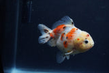 Yuan Bao Oranda  Calico 3.5 Inch (ID#1213Yb10b-71) Free2Day SHIPPING