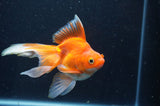 Ryukin Long Tail Red White 5 Inch (ID#408Ry8a-3) Free2Day SHIPPING
