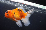 Thai Oranda  Calico 4 Inch (ID#1001ToPTA-49) Free2Day SHIPPING