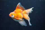 Ryukin Long Tail Red White 5 Inch (ID#408Ry8a-3) Free2Day SHIPPING