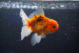 Thai Oranda  Calico 4 Inch (ID#1001ToPTA-49) Free2Day SHIPPING