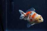 Yuan Bao Oranda  Calico 3.5 Inch (ID#1213Yb10b-71) Free2Day SHIPPING