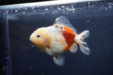 Yuan Bao Oranda  Calico 3.5 Inch (ID#1213Yb10b-71) Free2Day SHIPPING