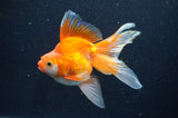 Ryukin Long Tail Red White 5 Inch (ID#408Ry8a-3) Free2Day SHIPPING