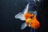 Thai Oranda  Calico 4 Inch (ID#1001ToPTA-49) Free2Day SHIPPING