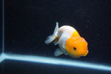 Juvenile Lionchu  Red White 3.5 Inch (ID#1203R11b-17) Free2Day SHIPPING