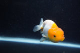 Juvenile Lionchu  Red White 3.5 Inch (ID#1203R11b-17) Free2Day SHIPPING