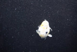 Baby Ranchu  Calico 2.5 Inch (ID#1015R9c-55) Free2Day SHIPPING