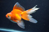 Ryukin Long Tail Red White 5 Inch (ID#408Ry8a-3) Free2Day SHIPPING