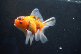 Thai Oranda  Calico 4 Inch (ID#1001ToPTA-49) Free2Day SHIPPING