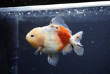 Yuan Bao Oranda  Calico 3.5 Inch (ID#1213Yb10b-71) Free2Day SHIPPING