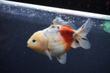 Yuan Bao Oranda  Calico 3.5 Inch (ID#1213Yb10b-71) Free2Day SHIPPING