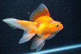 Ryukin Long Tail Red White 5 Inch (ID#408Ry8a-3) Free2Day SHIPPING