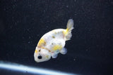 Baby Ranchu  Calico 2.5 Inch (ID#1015R9c-55) Free2Day SHIPPING