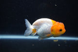 Juvenile Lionchu  Red White 3.5 Inch (ID#1203R11b-17) Free2Day SHIPPING