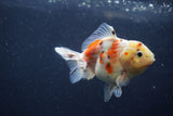 Yuan Bao Oranda  Calico 3.5 Inch (ID#1213Yb10b-71) Free2Day SHIPPING