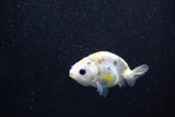 Baby Ranchu  Calico 2.5 Inch (ID#1015R9c-55) Free2Day SHIPPING