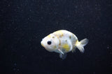 Baby Ranchu  Calico 2.5 Inch (ID#1015R9c-55) Free2Day SHIPPING