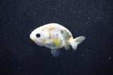 Baby Ranchu  Calico 2.5 Inch (ID#1015R9c-55) Free2Day SHIPPING