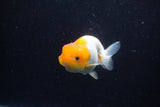 Juvenile Lionchu  Red White 3.5 Inch (ID#1203R11b-17) Free2Day SHIPPING