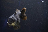 Short Body Thai Oranda  Panda 4 Inch (ID#1001To14a-50) Free2Day SHIPPING