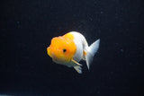 Juvenile Lionchu  Red White 3.5 Inch (ID#1203R11b-17) Free2Day SHIPPING