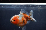 Yuan Bao Oranda  Calico 4 Inch (ID#1217Yb10b-62) Free2Day SHIPPING