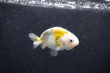 Baby Ranchu  Calico 2.5 Inch (ID#1015R9c-55) Free2Day SHIPPING