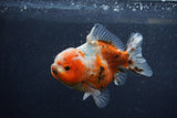 Yuan Bao Oranda  Calico 4 Inch (ID#1217Yb10b-62) Free2Day SHIPPING