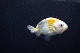 Baby Ranchu  Calico 2.5 Inch (ID#1015R9c-55) Free2Day SHIPPING