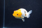 Juvenile Lionchu  Red White 3.5 Inch (ID#1203R11b-17) Free2Day SHIPPING