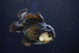 Short Body Thai Oranda  Panda 4 Inch (ID#1001To14a-50) Free2Day SHIPPING