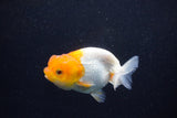 Juvenile Lionchu  Red White 3.5 Inch (ID#1203R11b-17) Free2Day SHIPPING