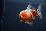 Yuan Bao Oranda  Calico 4 Inch (ID#1217Yb10b-62) Free2Day SHIPPING